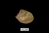 藏品(銀錦蛤)的圖片